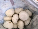 悦味纪 柳叶海菜包360g*2包 12只 裙带菜肉馅 手工薄皮肉包子早餐半成品 实拍图