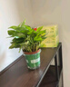 双盟绿萝盆栽除甲醛花卉绿植办公室新房净化空气 120款10盆源头直发 实拍图