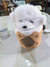 威尔通（WELTSTON）博美小狗公仔礼品毛绒玩具玩偶生日圣诞节礼物女生茶杯犬斜跨背包 实拍图