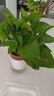 特价绿萝盆栽室内客厅办公室吸甲醛净化空气水培植物绿植花卉好养 【1盆】绿萝+早安吸水盆 整体含盆高度20-25cm 实拍图