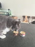 顽皮（Wanpy）猫罐头 泰国原装进口猫咪罐头 宠物猫零食湿粮成猫食品 白身吞拿鱼＋丁香鱼85g*24罐 实拍图