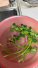带根香菜100g 实拍图