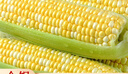 滇味十足（DIANWEISHIZU）水果玉米甜玉米云南金银双色新鲜甜嫩水果玉米棒鲜玉米茄果瓜 金银双色 【精选9斤】（净重 约10-16根） 实拍图