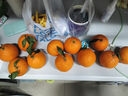 生活＆好管家 四川爱媛38号果冻橙柑橘手剥橙新鲜橙子水果应季时令桔橘子 净重4.5斤【超划算-80%人选】 果径75-80MM【中大果】 实拍图