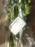 带根香菜100g 实拍图