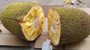 京鲜生 海南菠萝蜜22-27斤  净重22斤+ 生鲜水果 源头直发 实拍图