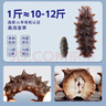 好当家 威海有机干海参 50g 10-12只 节日伴手礼 海鲜干货  实拍图