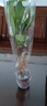 ⭐【包活】发财树盆栽鲜花绿植物办公室内吸甲醛绿萝文竹水培易养 【粗2-3cm】单杆发财树【原盆】 实拍图