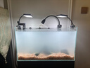 坤宁王金晶超白玻璃鱼缸60造景裸缸客厅桌面溪流缸一体缸水族箱60*30*35 实拍图
