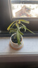八芽迷你盆栽绿植室内桌面办公室好养花卉小盆景四季常青植物净化空气 罗汉松-白小雪梨盆-竹底托 带盆栽好 实拍图