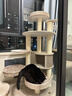 兽牌森林猫爬架大型猫树猫窝一体豪华剑麻猫架太空舱缅因大猫暖冬适用 森林【经典款】 实拍图