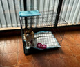 宠乐乖（CHONGLEGUAI）狗笼猫笼狗笼子中小型犬带厕所幼犬折叠便携猫笼子猫咪兔笼700ZG 实拍图