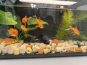 疯狂水草竹节草水草植物净化水质懒人鱼缸造景套餐直接入缸真水草种植环 双头大叶榕 实拍图