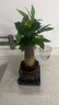 【带盆高度约15-25cm】发财树盆栽室内植物客厅办公室吸甲醛好养 单杆发财树+塑料四方舍得盆+小方底座 花盆直径约8cm 实拍图