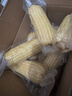 京鲜生东北白糯玉米250g*10棒 新鲜甜糯玉米棒真空包装粘玉米 源头直发 实拍图