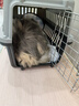 腆宠宠物航空箱小号 猫咪航空箱猫狗 猫包猫笼外出车载猫箱狗狗托运 实拍图