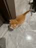 江小傲猫条营养流质鲜肉互动补水猫咪幼猫成猫湿粮猫泥拌粮猫零食 明虾味配方【16支】 实拍图