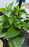 双盟 绿萝盆栽除甲醛花卉绿植办公室新房净化空气110款10盆装源头直发 实拍图