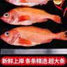 鲜拔头筹 新鲜红石斑鱼 大眼鱼富贵鱼深海鱼生鲜鱼类 海鲜水产红鱼 超大1.8-2.2斤*2条 实拍图