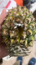 正宗海南金钻凤梨新鲜水果当季树上熟芒果凤梨【催熟食用】 净重7.5斤中果（5-6个）单果1.3-1.7斤 实拍图