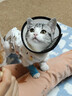 华元宠具（hoopet）猫咪绝育服母猫幼猫宠物小狗狗手术服透气戒奶服公猫防舔术后衣服 实拍图