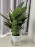 【热销款】白掌一帆风顺盆栽水培植物室内花绿植红掌发财树吸甲醛 【店主推荐】特级白掌6-8株带花+早安盆+营养液 实拍图