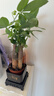 发财树盆栽大植物室内办公室桌面客厅小盆景招财树苗绿植花卉盆栽 三杆发财树 5-8cm【四方塑胶盆】 【送肥料】 实拍图