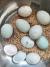 鸭蛋新鲜生鸭蛋60-70g土鸭蛋农家散养青皮白皮生鲜食品超市批发 10枚 实拍图