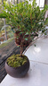 八芽 小叶赤楠盆景摆件室内绿植花卉盆栽老桩客厅办公室桌面好养植物 （【热销款】舍得紫砂盆赤楠+苔藓+底座） 实拍图
