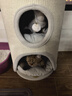 兽牌树洞剑麻桶猫窝猫抓板一体剑麻猫爬架双层大猫屋半封闭式冬季保暖 燕麦奶白丨三层剑麻桶 实拍图