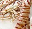森农乐舟山竹节虾鲜活斑节虾特大九节虾冷冻野生大虾基围虾黑虎虾海虾类 1000g(净重)  22-26cm【7-9头/斤】 实拍图