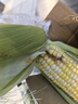 【新鲜甜玉米】现摘新鲜水果玉米新鲜甜玉米棒生鲜蔬菜可生吃早餐 新鲜水果玉米 3斤 净重 300g起 实拍图