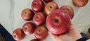 山姆大叔 丑苹果昭通苹果冰糖级【多地次日达】苹果水果礼盒圣诞节礼物 【金标·稀缺果王】单果80-90mm｜甜度翻倍 10斤装【高山老树果-更脆甜】净8 实拍图