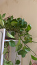 长藤绿萝盆栽室内花卉大叶绿箩水养盆景桌面办公客厅水培垂吊绿植 精品2白盆藤长80cm左右带吸水盆 实拍图