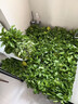 双盟绿萝盆栽除甲醛绿植办公室新房净化空气180自吸水16盆装源头直发 实拍图