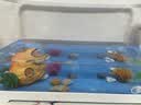 独宠你鱼缸小型客厅过滤制氧一体缸桌面生态家用乌龟饲养缸白色中号 实拍图