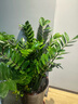 叹为观止大型植物发财树各种大颗盆栽开业乔迁客厅办公室内好养大型花卉 金钱树【80厘米-1米】 不含盆 实拍图