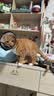 诚实一口K00全价猫粮 幼猫奶猫1-4月专用乳铁蛋白新西兰绵羊奶提升免疫2kg 实拍图
