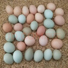 楚逸禾  散养五彩土鸡蛋虫草蛋当日新鲜鸡蛋破损包赔 【五彩土鸡蛋40枚】 【生态林下养殖】 实拍图