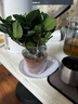 绿有意 绿植花卉办公室客厅桌面盆栽摆件简约创意网红北欧绿植ins云朵盆 栀子花+甜甜圈PET树脂盆+托盘+肥料 北欧风格网红绿植 实拍图