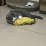憨憨乐园猫玩具鱼猫薄荷逗猫猫抱枕草鱼幼猫宠物仿真猫咪鱼玩具非电动HD 实拍图