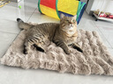 柒哦猫垫子冬季保暖睡垫四季通用狗垫子猫咪毯子宠物睡觉猫狗窝地垫 泡泡兔绒垫-卡其咖 S码-50*35cm【适用于10斤内】 实拍图