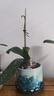 松树皮块松鳞发酵腐熟包邮兰花专用君子兰植料石斛月季兰科营养土 发酵松磷【一袋】3-6mm 实拍图