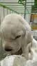 舒腾金毛幼犬纯种宠物狗狗金毛活体大型犬寻回犬宠物狗金毛幼崽活体狗 宠物级 精品拉布拉多 公 实拍图