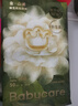 babycare金山茶花纸尿裤M50片(6-11kg)婴儿尿不湿超薄透气新生柔花苞裤 实拍图