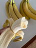 佳农 进口香蕉净重4斤（约10-12根）单根蕉 独立装 生鲜水果 新鲜包邮 实拍图