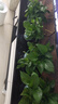 双盟绿萝盆栽除甲醛花卉绿植办公室新房净化空气180加仑4盆装源头直发 实拍图