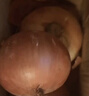 新鲜黄洋葱黄金水果洋葱即食蔬菜调料烧烤食材 新鲜黄洋葱 500g 含箱 实拍图