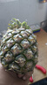 正宗海南金钻凤梨新鲜水果当季树上熟芒果凤梨【催熟食用】 1粒装单果500g-650g【7成熟，催熟再吃】 实拍图