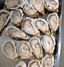 贝司令 鲜活乳山生态生蚝2XL 净重4斤 13-17只 生鲜源头直发 实拍图